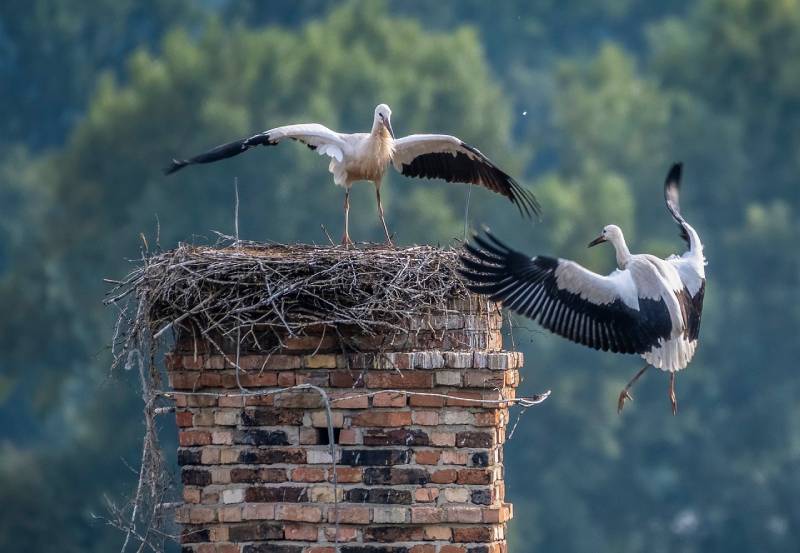 Professional Chimney Animal Removal Services in Southfield, Michigan