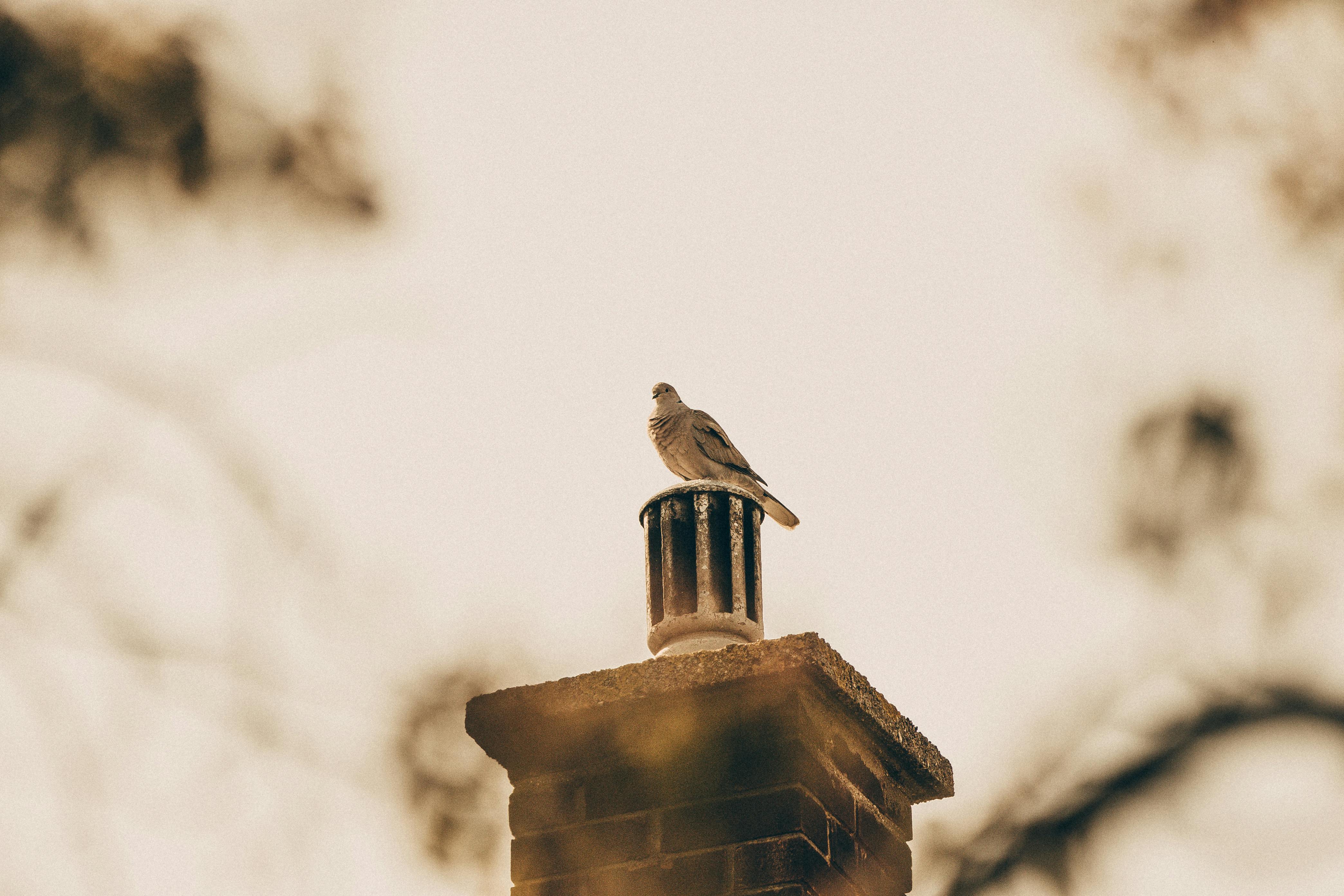 Professional Chimney Cap and Damper In Southfield Michigan